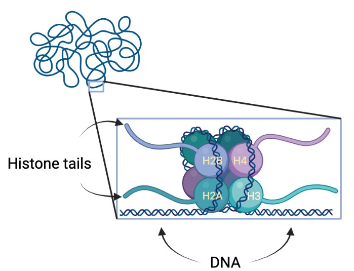 A figure of chromatin structure