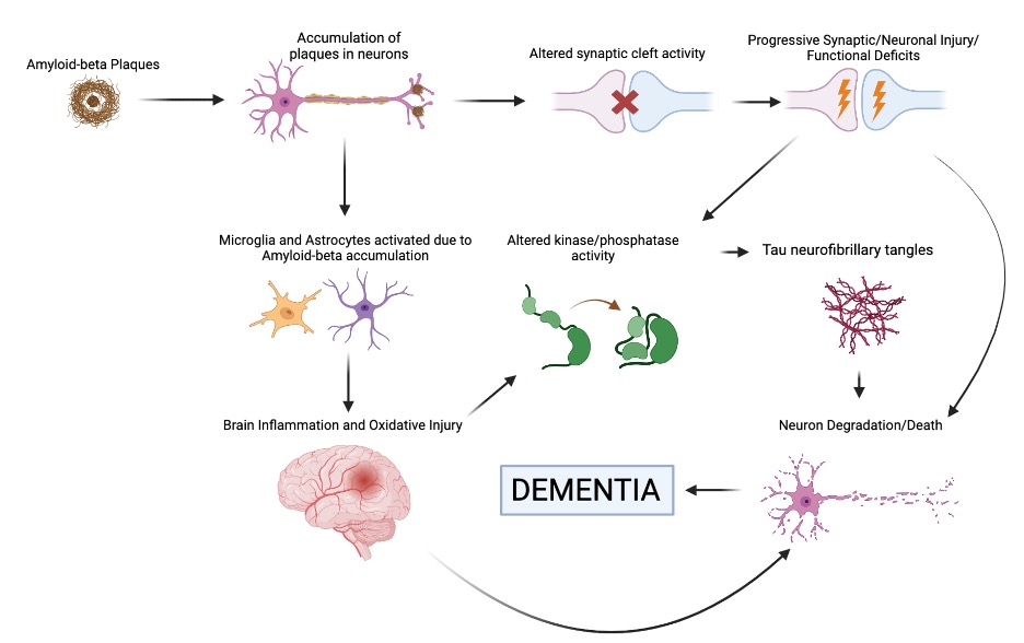 Figure 2, depicting a flow chart that highlights how dementia occurs.