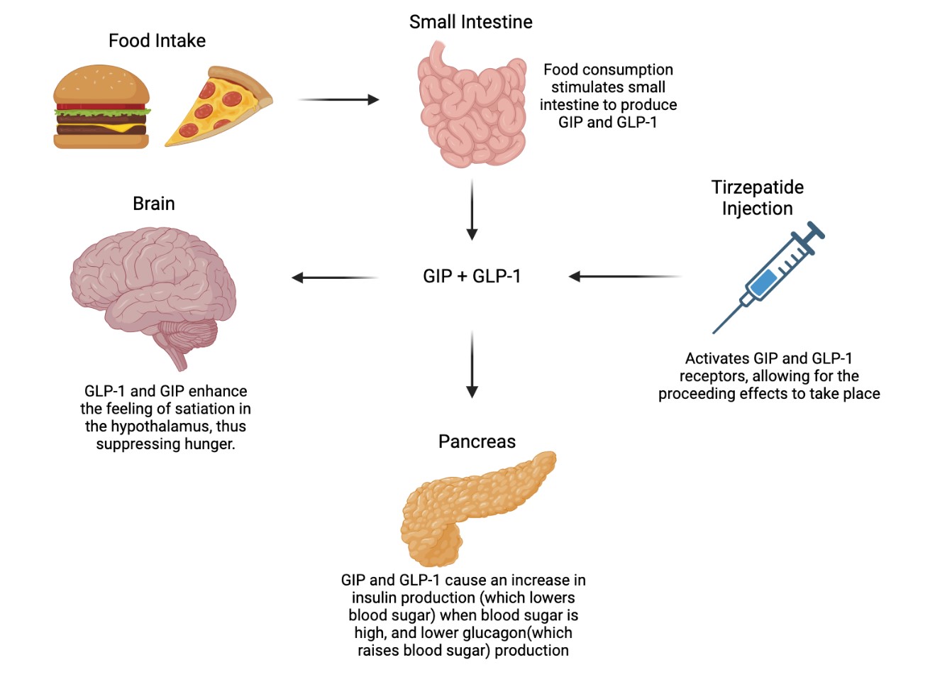 Figure 1, depicting the ways in which GLP affects the body